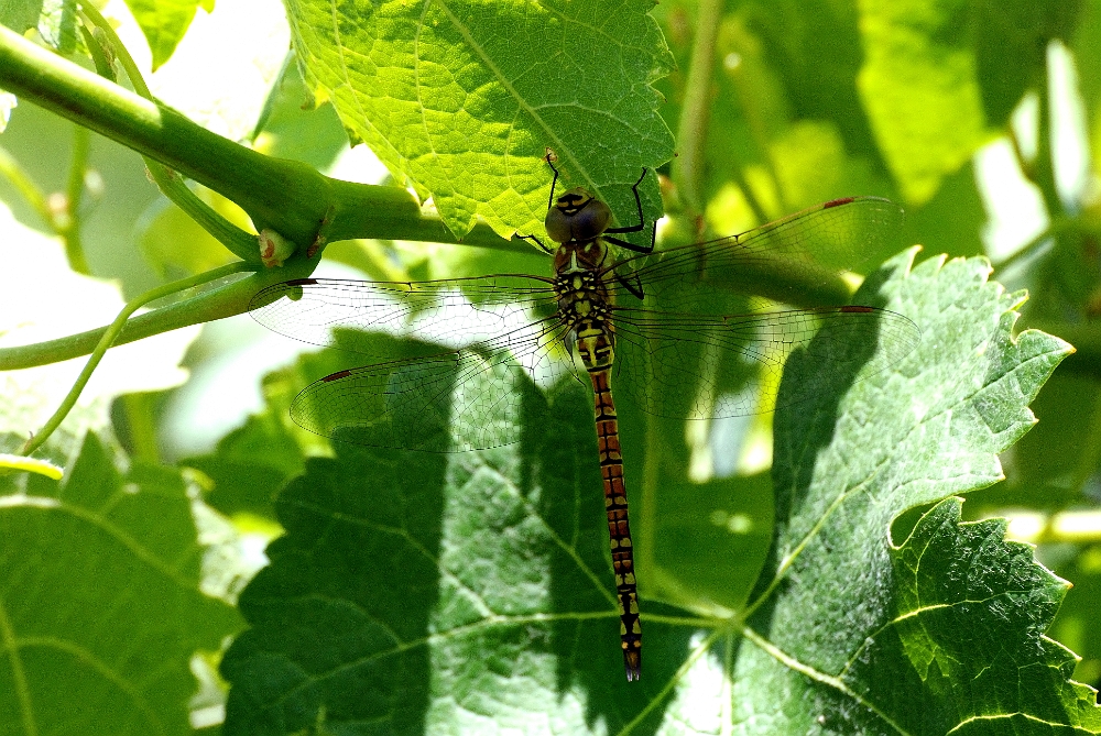 Aeschna  cyanea.jpg